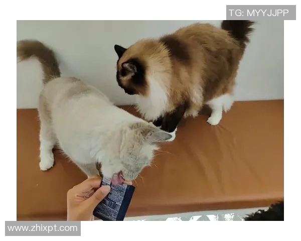 足球明星与他们的宠物狗猫共度快乐时光的温馨故事